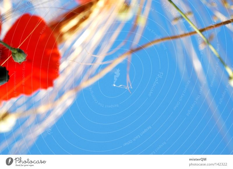 Perspective: Mole Poppy Poppy field Grain field Field Blue Sky Ear of corn Sky blue Detail Partially visible Red Yellow Instant messaging Cornfield Looking