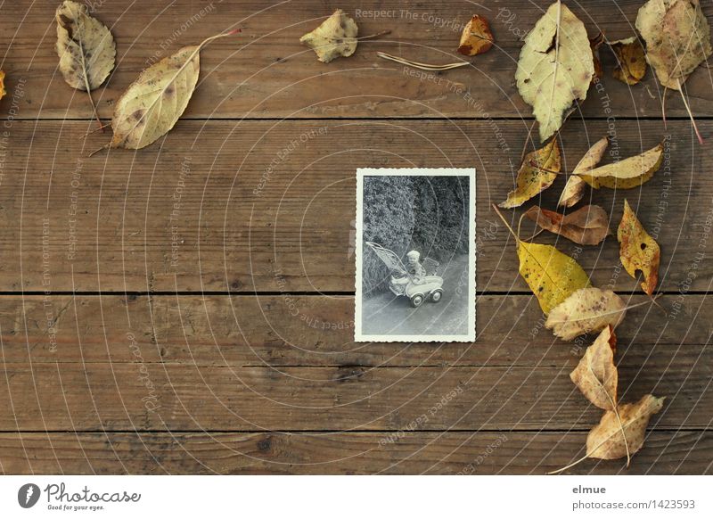 a paper picture with a rippled edge from the 1960s with a toddler in a pram lies on a wooden board next to leaves Autumn Leaf Collection Wood Sign age Old