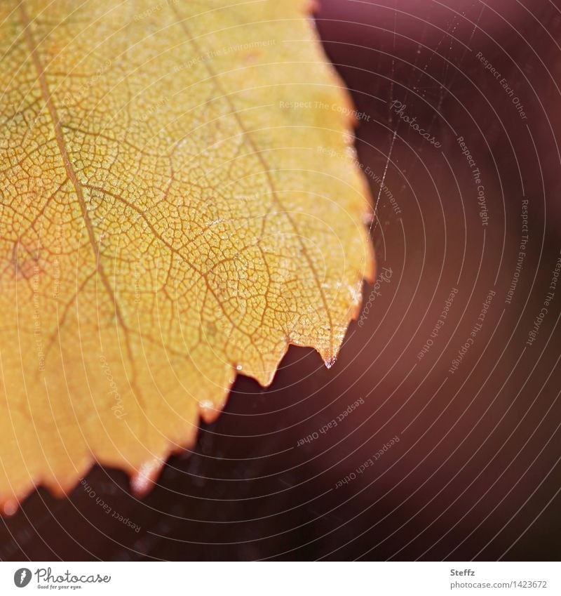 Golden Leaf Veins Nature A Royalty Free Stock Photo From Photocase