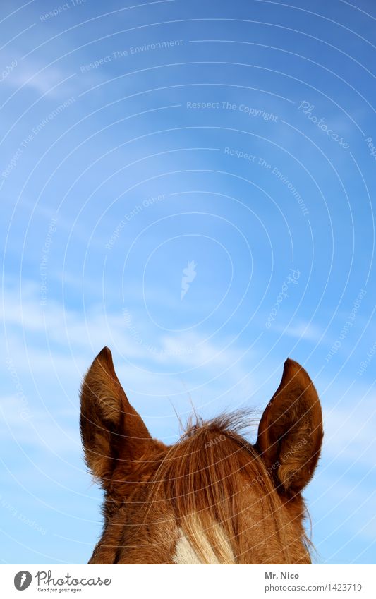 pony Ride Sky Brown Horse Horse's head Ear Point Watchfulness Listening Pony Pelt Coat color Leisure and hobbies Animalistic Colour photo Exterior shot Deserted