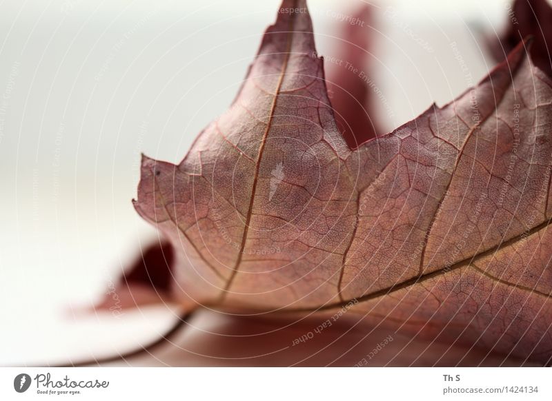 leaf Nature Plant Autumn Winter Leaf Faded Esthetic Authentic Simple Elegant Natural Brown White Serene Patient Calm Design Uniqueness Harmonious Beautiful