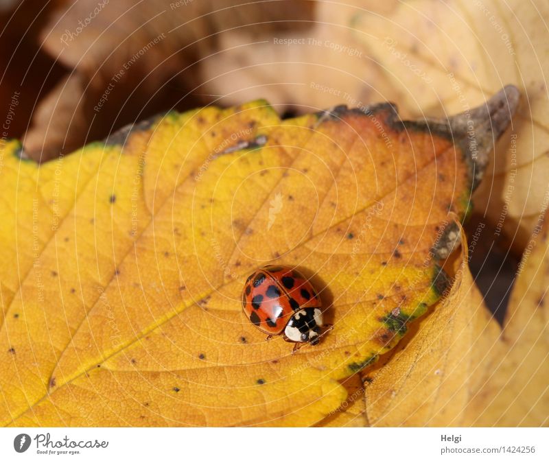 Helgiland II Beetle... Environment Nature Plant Animal Autumn Leaf Ladybird 1 Crawl Lie To dry up Authentic Beautiful Uniqueness Small Natural Brown Yellow Red