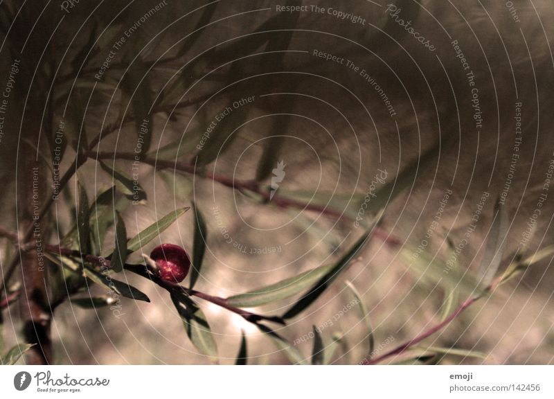 windy warm. Plant Bushes Brown Nature Blur Depth of field Movement Wind Physics Breeze Air Painting and drawing (object) Painted Summer Fruit brow plan