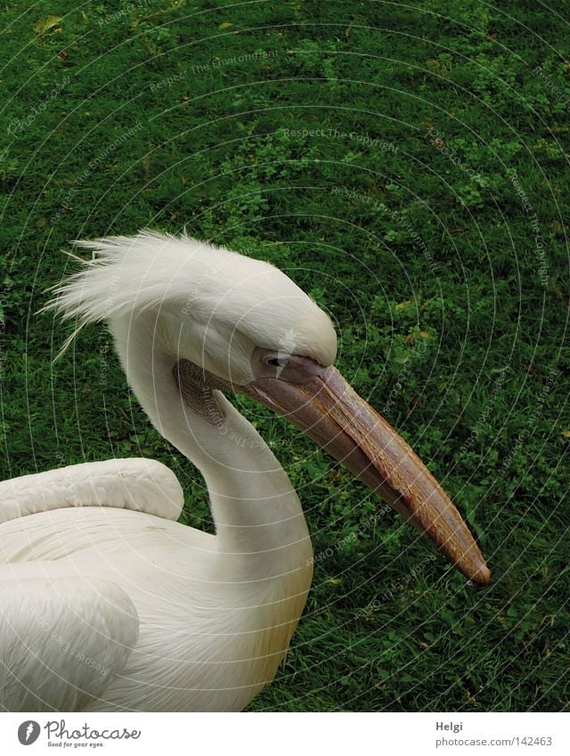 Close-up of pelican feathers - a Royalty Free Stock Photo from Photocase