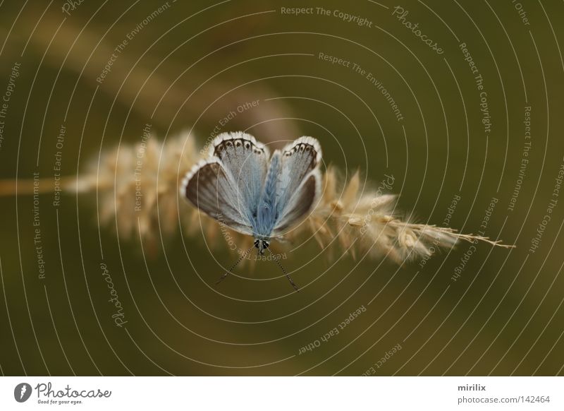 starting position Butterfly Blue Blur Ear of corn Blade of grass White Feeler Polyommatinae accentuated silvery green