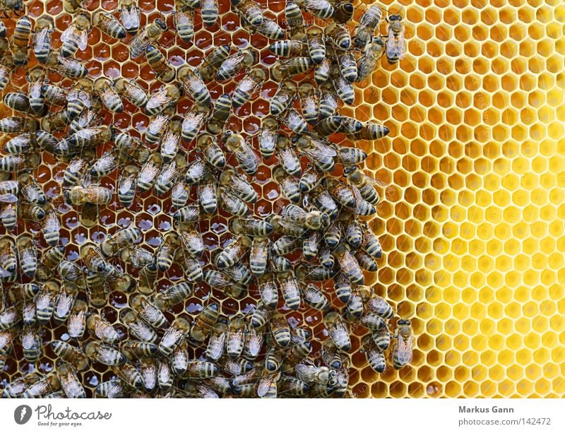 bees Bee Honey-comb Honeycomb Peoples King Pollen Sweet Wing Sit Yellow Compound eye Summer Sprinkle Insect Spine Flock pollination