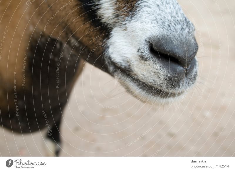 The right nose Goats Snout Zoo Animal Odor Laughter Mammal Nose