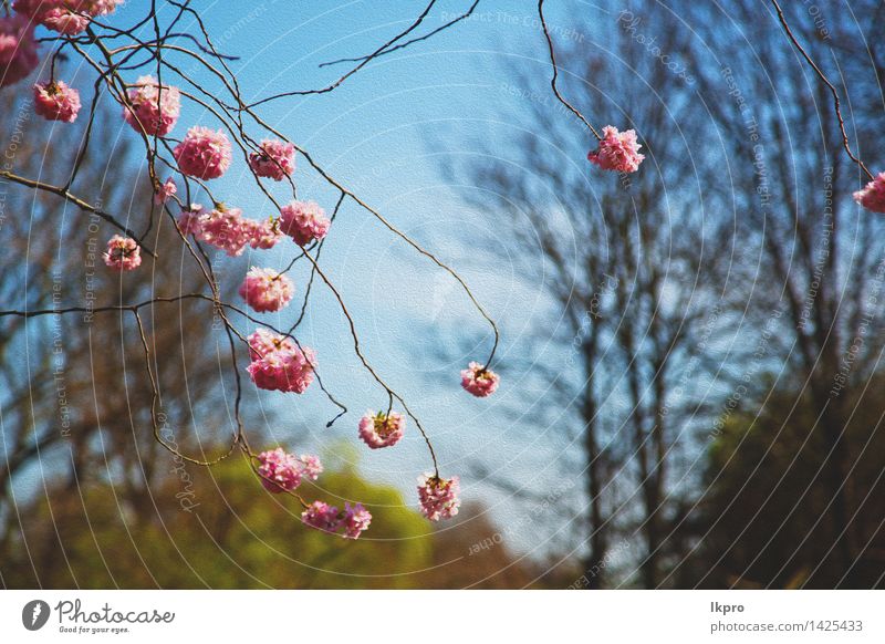 tree and blossom flowers natural Fruit Beautiful Summer Garden Easter Gardening Nature Plant Spring Tree Flower Leaf Blossom Park Pond Lake Fresh Natural Soft