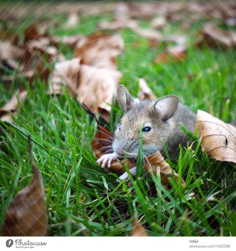 little mouse, sat alone Nature Autumn Grass Autumn leaves Leaf Garden Park Meadow Animal Wild animal Mouse Animal face 1 Crouch Small Near Cute Restful