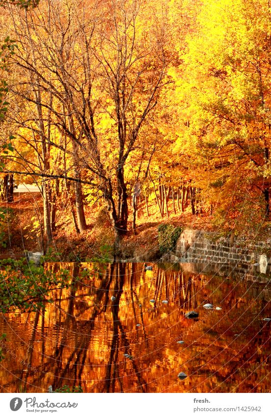 Golden Mirror Happy Well-being Contentment Senses Relaxation Calm Leisure and hobbies To go for a walk Forest Autumn Autumnal Leaf Vacation & Travel Trip