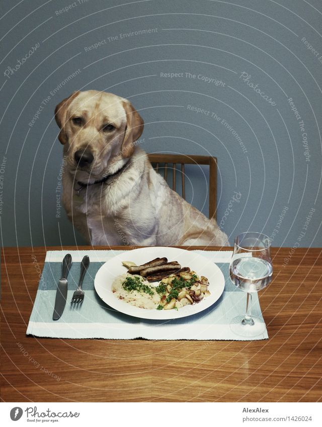 Young, blond Labrador sitting at a dining table in front of a plate of Nuremberg sausages, fried potatoes and sauerkraut - with water in a glass and cutlery