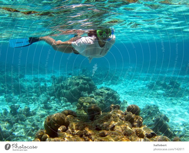 Maldives Water 19 Ocean Underwater photo Reef Dive Snorkeling Aquatics dream vacation sea from below malidive