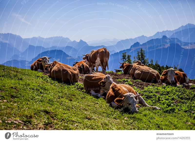 moo Nature Air Summer Weather Beautiful weather Hill Rock Alps Mountain Peak Animal Cow Group of animals Herd Flock Pack Bright Kitsch Original Blue Brown Green