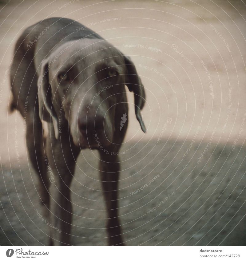 slow down. Animal Dog Cute Boredom Grief Fatigue Weimaraner Hound Analog Mammal Sadness Gray Looking Vignetting Colour photo Subdued colour Exterior shot