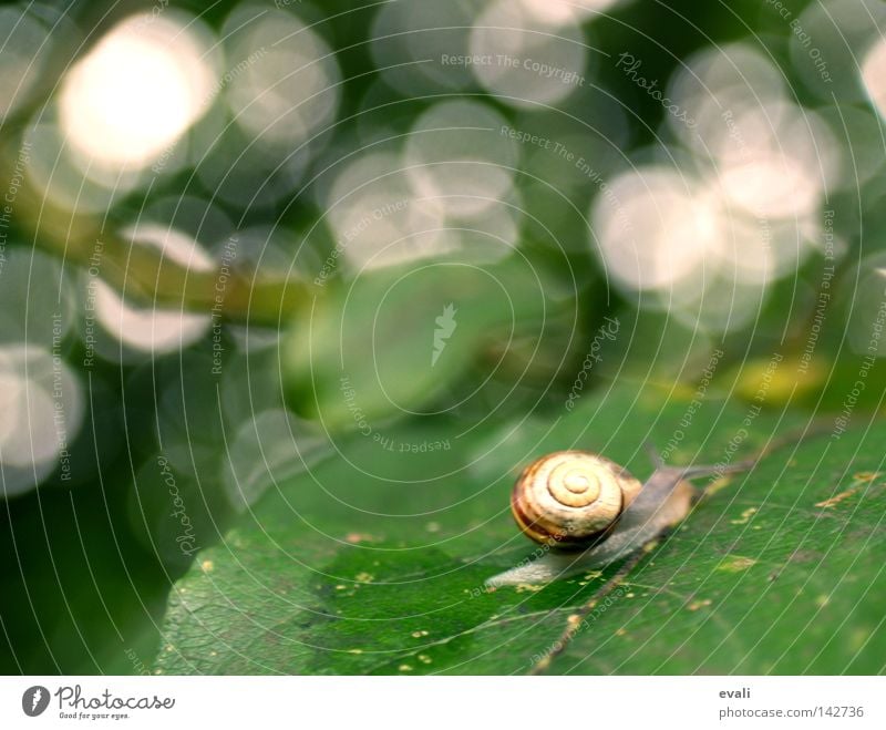 Time sometimes flies like a bird, sometimes crawls like a snail. Green Leaf Tree White Snail shell Tracks Mucus Trail of mucus Crawl Slowly slug Blur Branch