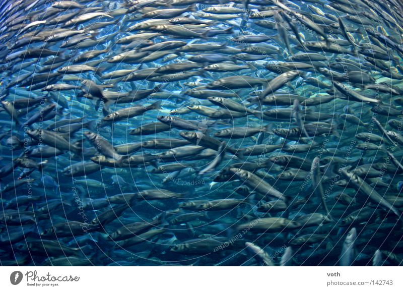 fish Fish Dive Shoal of fish Blue Ocean Water Fishing (Angle) Lake Animal Seafood Flock tukis