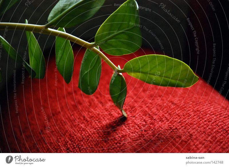 contact Plant Cloth Touch Esthetic Green Red Visual spectacle Golden moment Part of the plant Sofa Colour photo