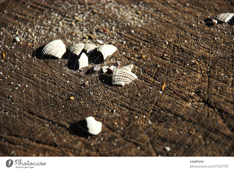 shell seeker Mussel New Zealand Wood Summer Autumn Bowl Collection Wood flour Australia + Oceania Lake Crustacean Brown Blur Grief Sea water Pacific Ocean
