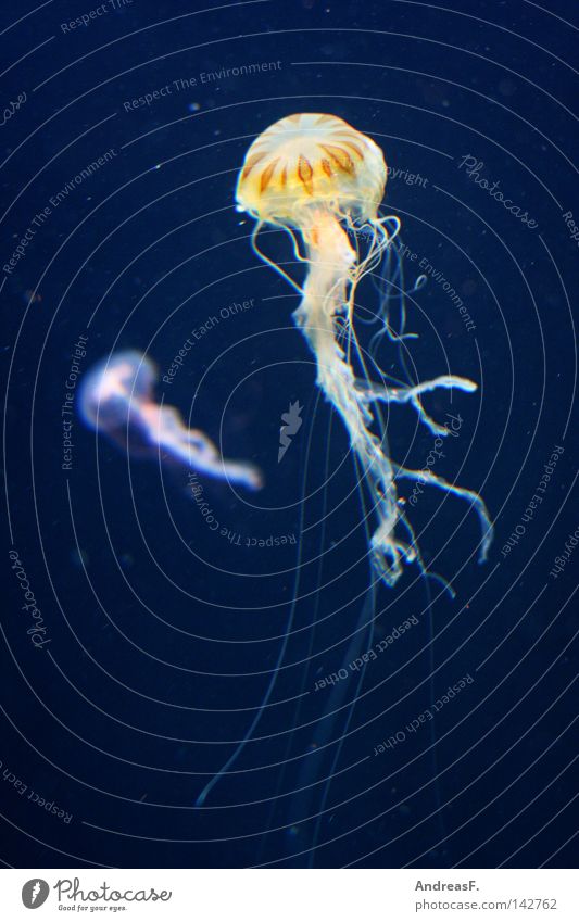 jellyfish Jellyfish Deep sea Ocean Tentacle Poison Transparent Aquarium Sea water Soft Hover Weightlessness Float in the water Bizarre Isolated Image