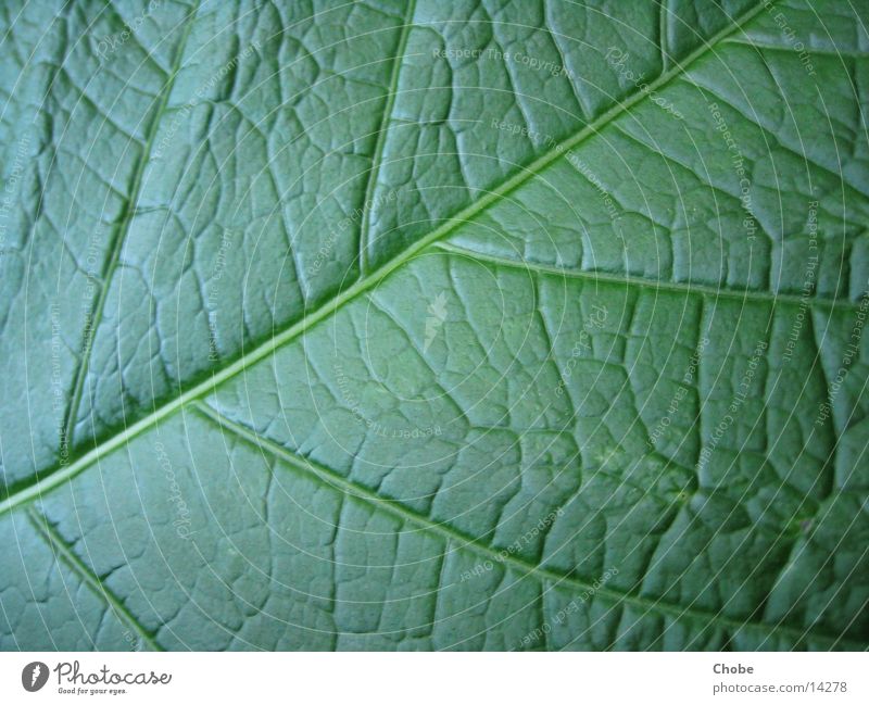 leaf green Leaf Green Structures and shapes Macro (Extreme close-up)
