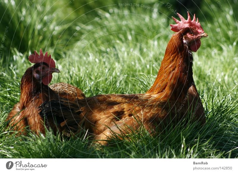 "I wish I was a chicken..." Barn fowl Meadow Farm Country life Bird Grass