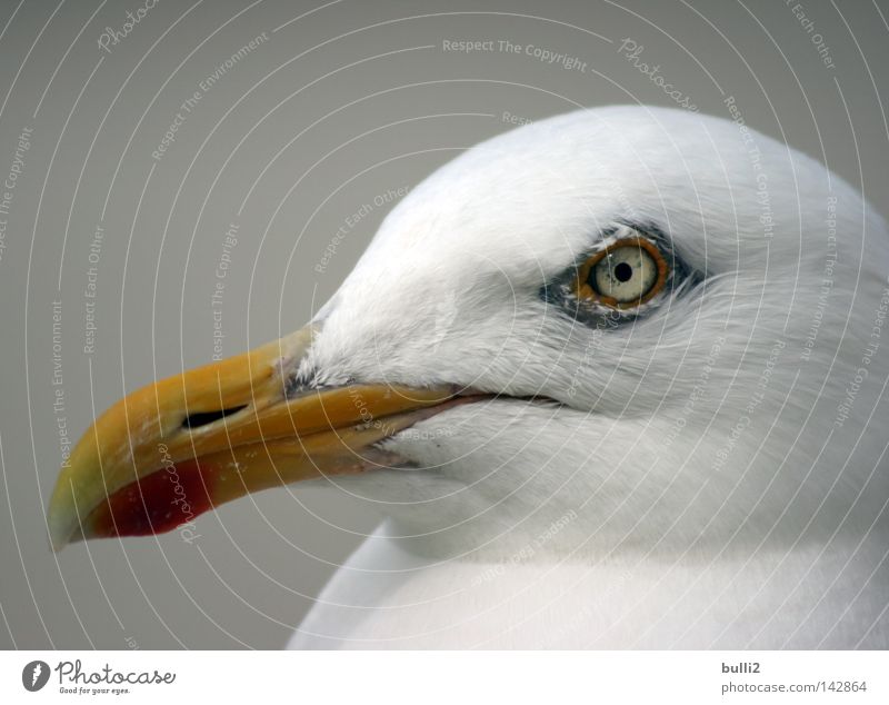 Look me in the eye! Seagull Bird Beak Netherlands Beach Avaricious North Sea Texel Eyes