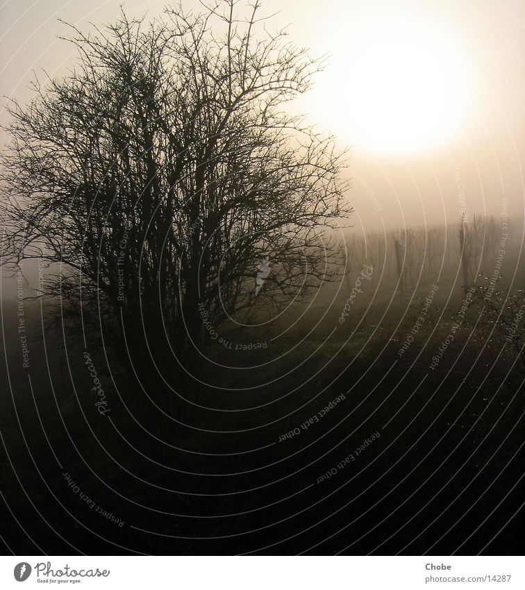 light in the fog Fog Tree Vine Vineyard Light Sun