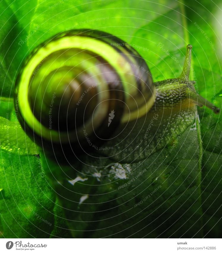 snail Snail Snail shell Rotated Spiral Leaf Green Greasy Slow motion Animal Mollusk Bowl streaky worm gear spiral line housing snail tissue animal