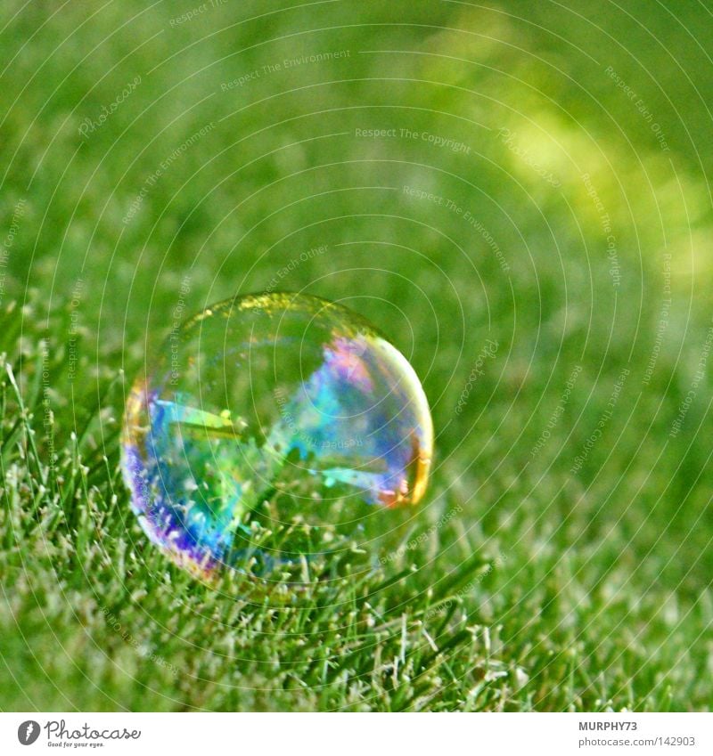 Help, don't tickle so..... or I'll explode! Soap bubble Air bubble Bubble Lawn Glass ball Sphere Lie Prismatic colors Rainbow Green Transparent Banner Sensitive