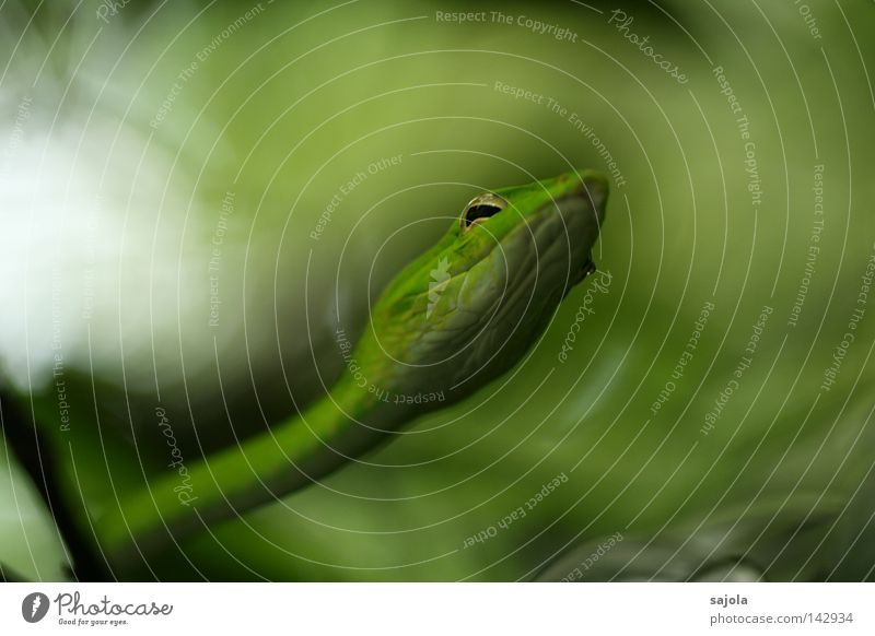 What do you want, then? Animal Drops of water Virgin forest Snake Thin Long Green Bend Viper Eyes Head Reptiles Poison Retreat Botanical gardens Singapore Asia