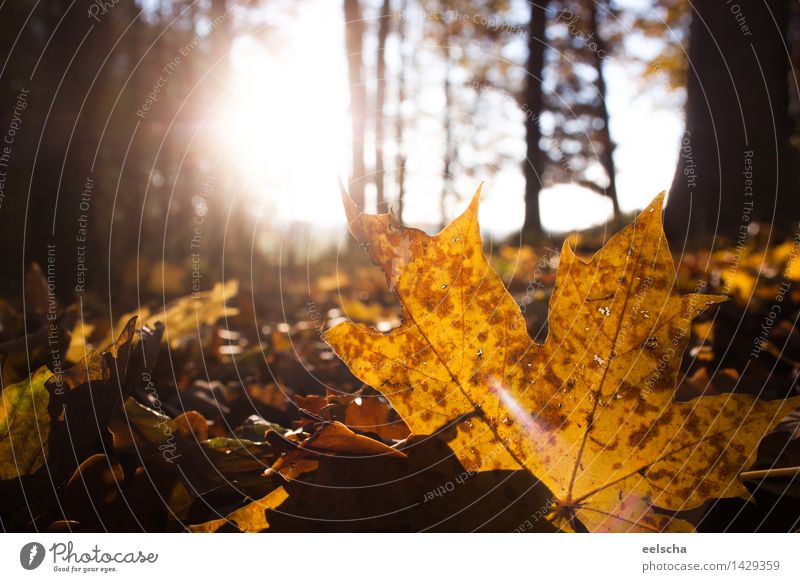 autumn foliage Nature Plant Earth Sun Sunrise Sunset Sunlight Autumn Weather Beautiful weather Leaf Forest Authentic Near Natural Brown Yellow Orange