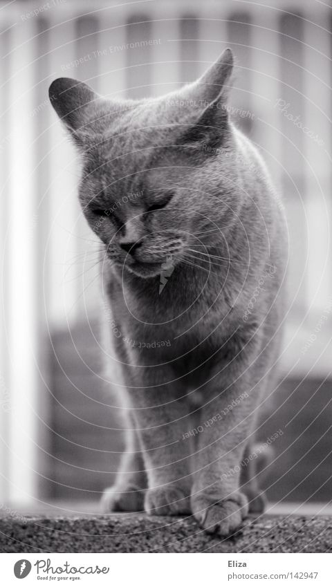 cat Cat Graceful Timidity Gray Black & white photo Soft Diva Beautiful Pet Pelt Meow Farm Paw Eyes Friendliness Cuddly To enjoy Purr Well-being Noble Animal