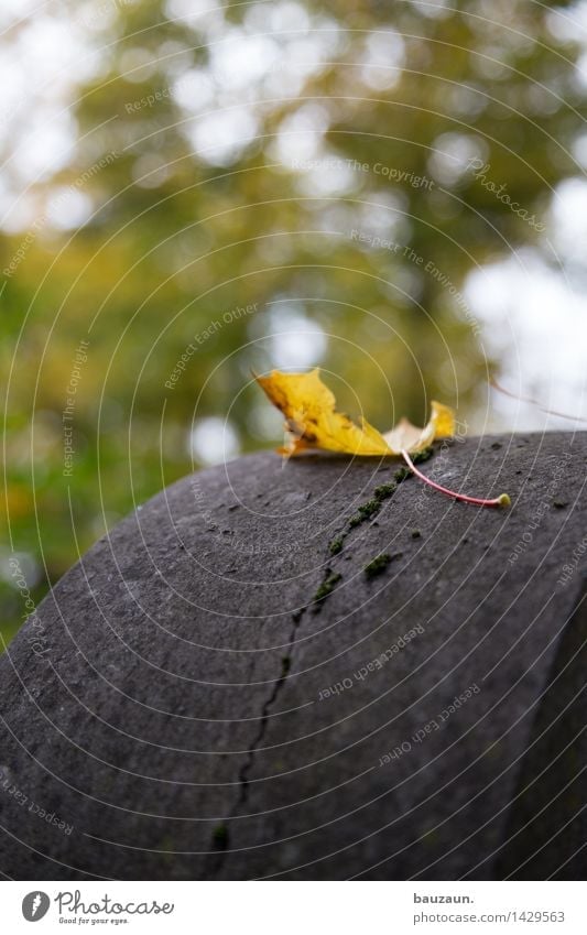 \. Garden Environment Nature Sky Clouds Autumn Tree Leaf Grave Tombstone Cemetery Stone Sadness Cold Natural Gloomy Emotions Moody Calm Belief Concern Grief