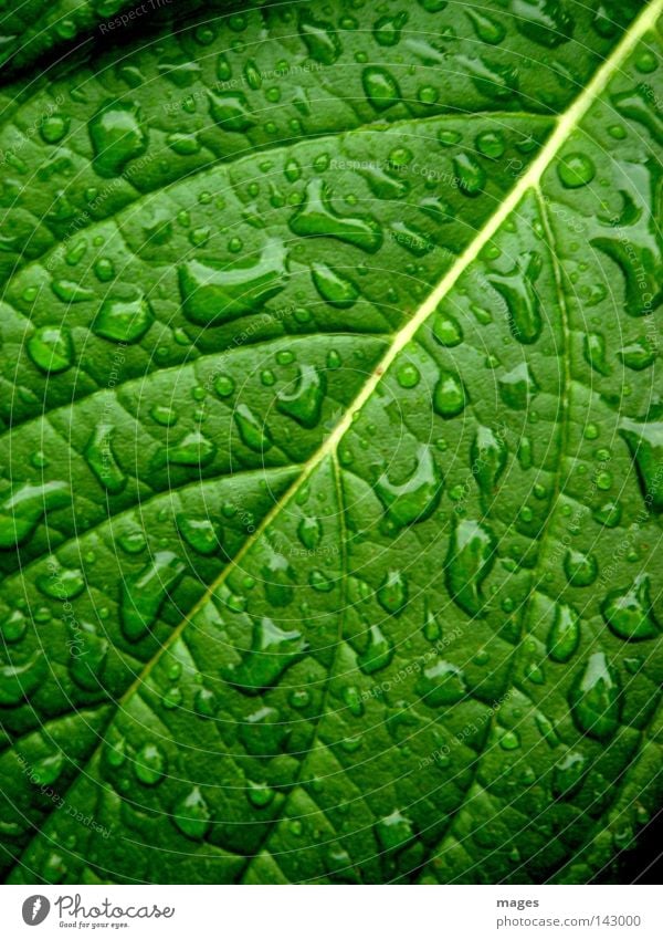 Drizzled Plant Water Drops of water Rain Leaf Foliage plant Glittering Uniqueness Wet Green Colour photo Close-up Macro (Extreme close-up) Structures and shapes