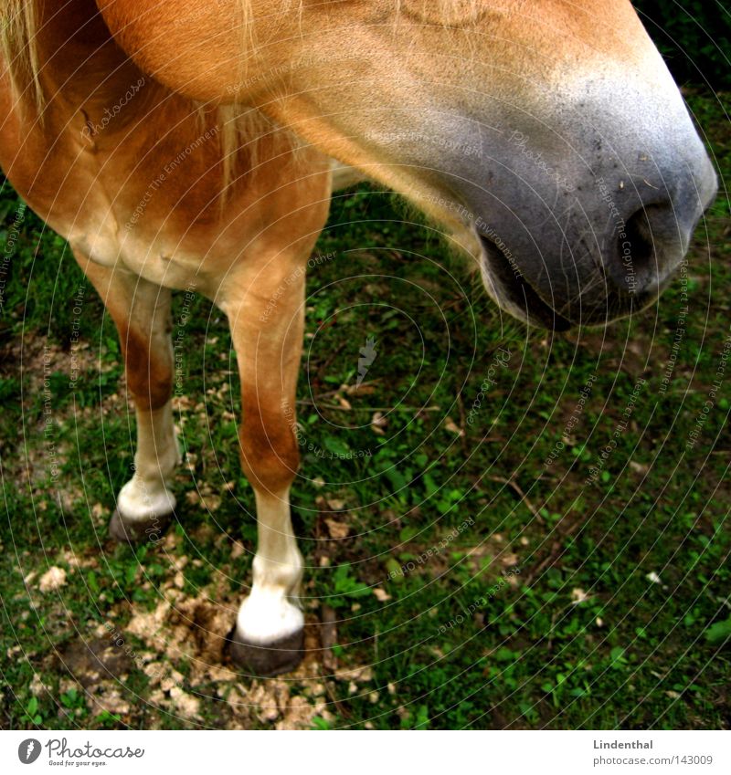 jolly jumper Horse Animal Green Meadow Blonde Mane Strand of hair Mammal hoof Nose