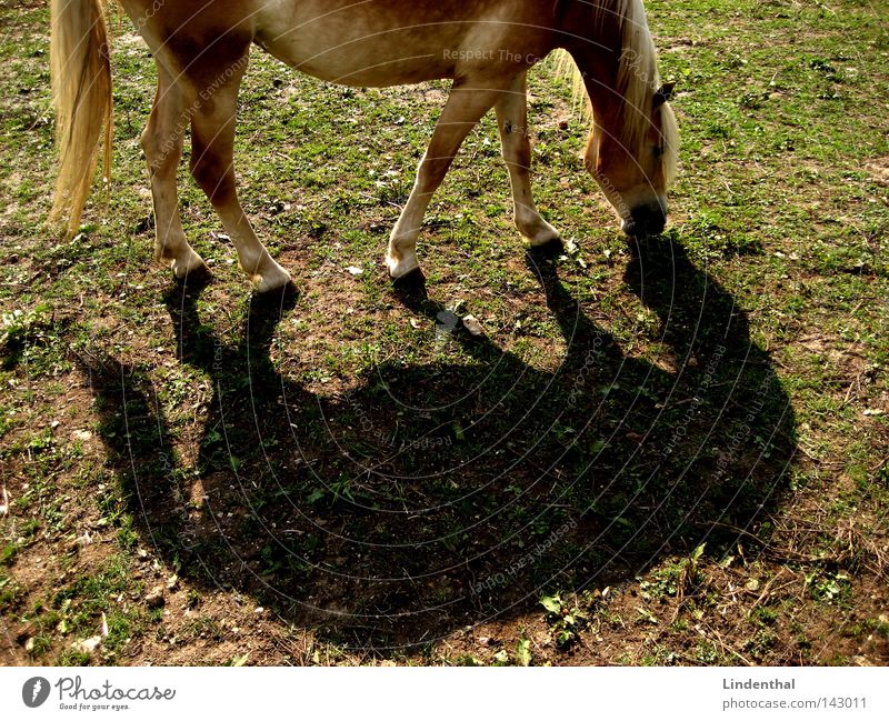 Duet of the horse Horse Animal Green Meadow Blonde Mane Strand of hair Reflection 2 Mammal hoof Shadow double Nose