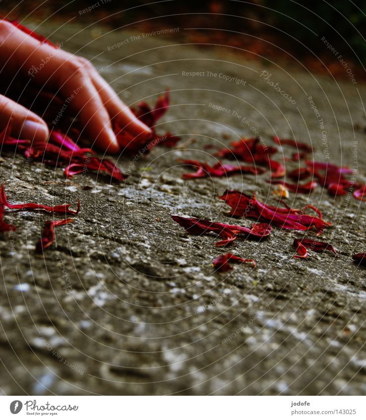 Paradoxical Silence Hand Fingers Human being Blossom leave Rose leaves Thumb Fingernail Calm Disappointment Transience Past Floor covering Edge Slope Romance