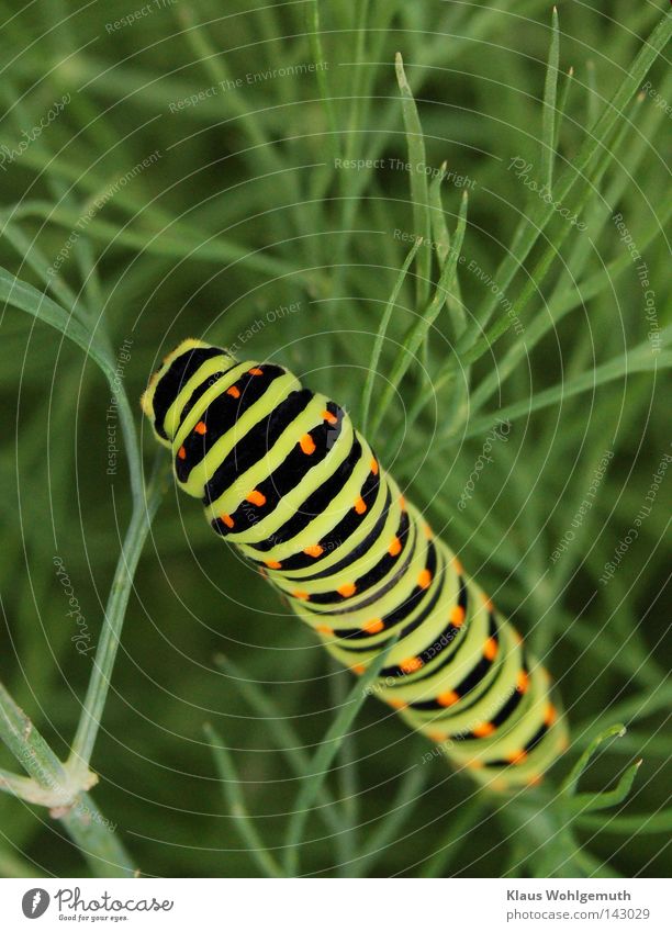 Swallowtail caterpillar eats its fill on a dill plant Caterpillar Animal Stripe Patch Butterfly Larva Black Green Dill Summer Crawl To feed Colour photo