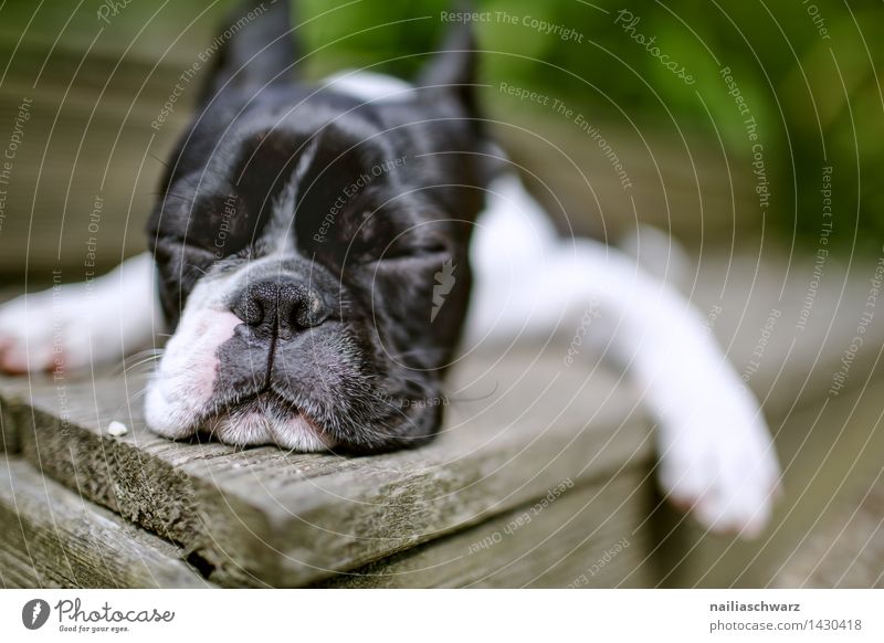 Boston Terrier Trip Summer Animal Dog 1 Relaxation To enjoy Sleep Cool (slang) Simple Happy Small Natural Curiosity Cute Beautiful Black White Contentment