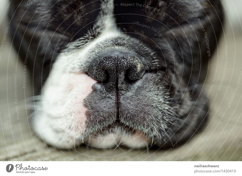 Boston Terrier Trip Summer Animal Pet Dog Animal face Relaxation Sleep Small Funny Natural Curiosity Cute Beautiful Black White Love of animals Calm Fatigue