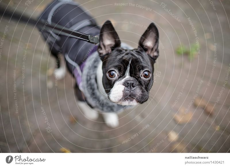 Boston Terrier Trip Winter Autumn Jacket Coat dog coat Animal Dog 1 Dog lead Observe Looking Happiness Cold Small Curiosity Cute Black White Love of animals
