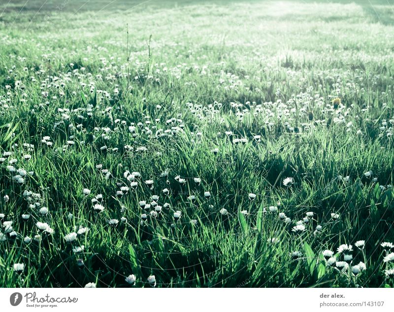 for the moment... Green Meadow Flower Grass Daisy Beautiful Field Plant Nature Environment Light Summer