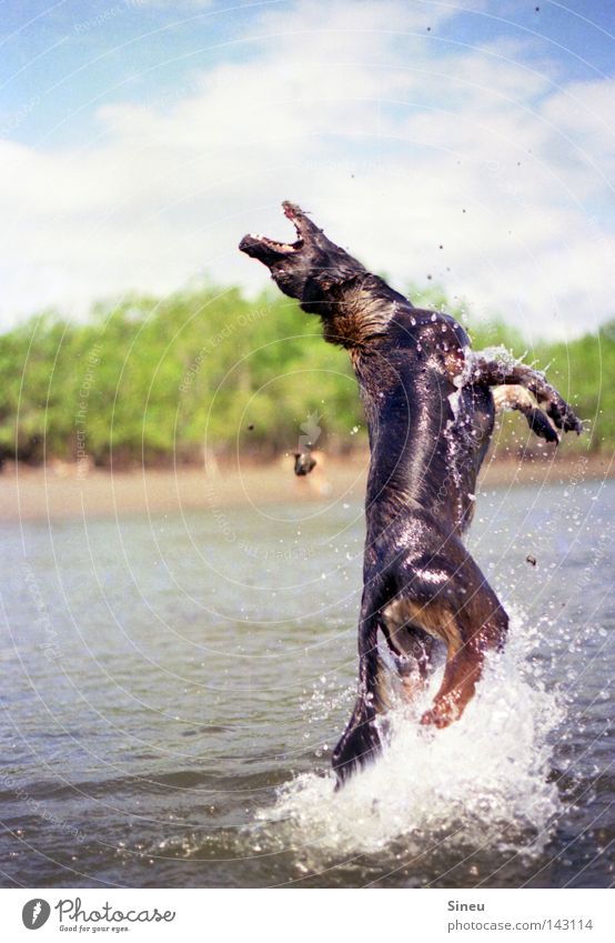 Aqua Aerobic III Colour photo Exterior shot Copy Space left Joy Playing Summer Sand Water Drops of water Sun Beautiful weather Coast Lake Pelt Pet Dog 1 Animal