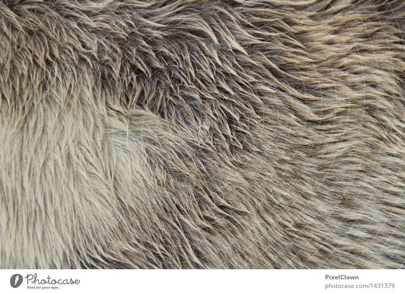 winter coat Equestrian sports Nature Animal Farm animal Horse Pelt Zoo Petting zoo 1 Growth Dry Gray Colour photo Macro (Extreme close-up)