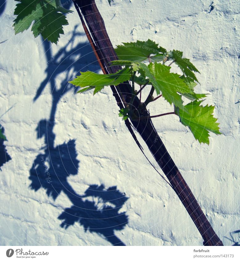 There'll be grapes next year Vine Vine leaf Leaf Wood Plant Wall (barrier) Wall (building) Brick Plastered Green Shadow Contrast Light Culture Wine growing