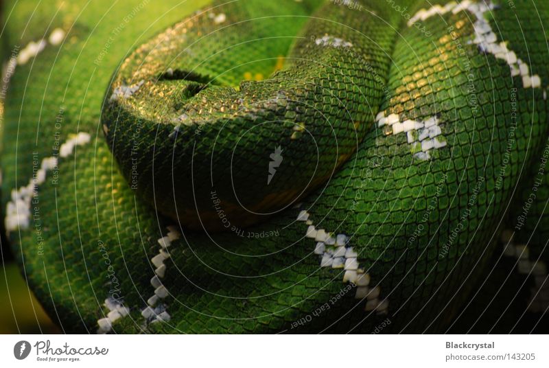 condensed Snake Reptiles Snakeskin Pattern Terrarium Wrinkle Zoo Barn