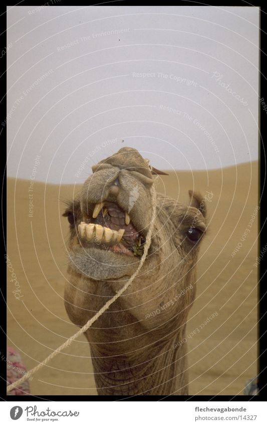 camel desert Landscape