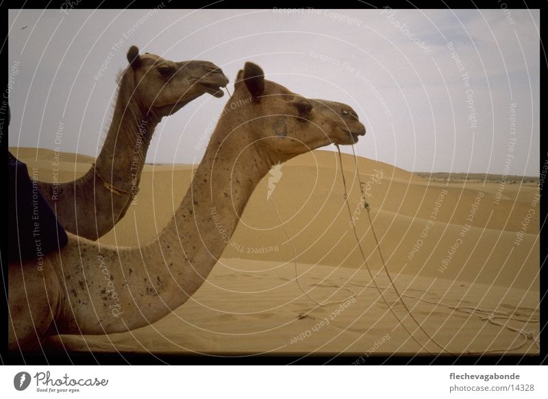 Two camels Camel Landscape