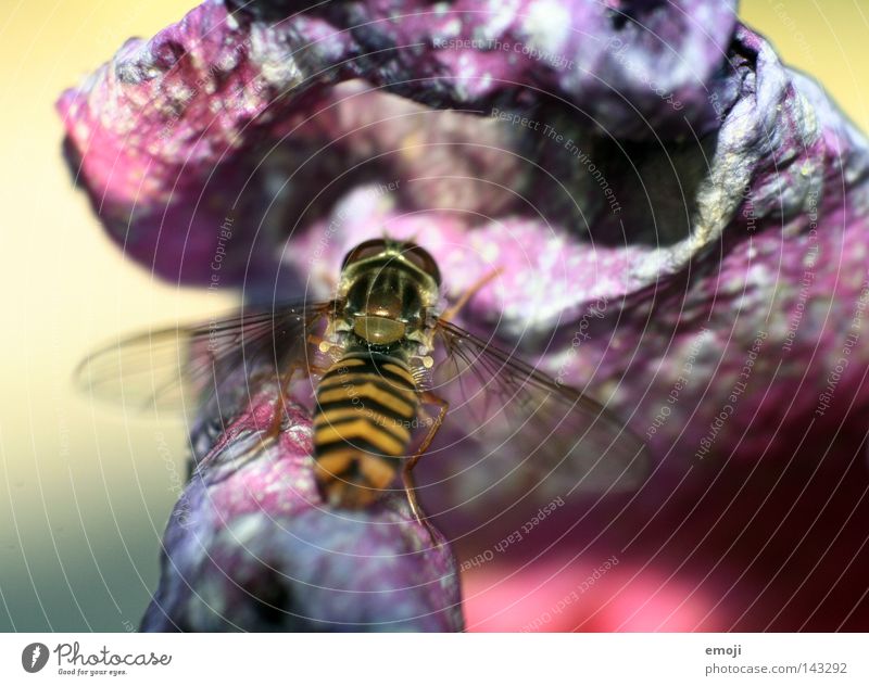 bssss Bee Wasps Animal Insect Weightlessness Hover Flower Macro (Extreme close-up) Near Retroring Nature Plant Fresh Violet Close-up Pink Rose Allergy sufferer