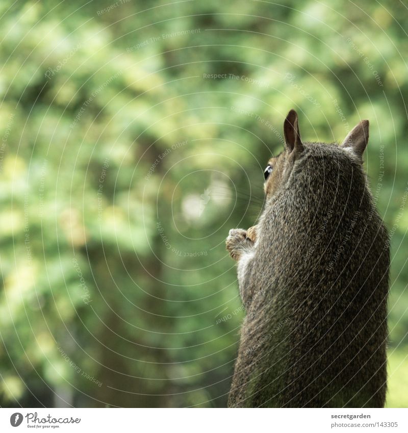 like scrat. Squirrel Park Animal To hold on Possessions Watchfulness Upper body Gray Feeding Tight-fisted Avaricious Speed Green Background picture Desire Cute